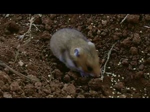 Goldhamster in Syrien 2010