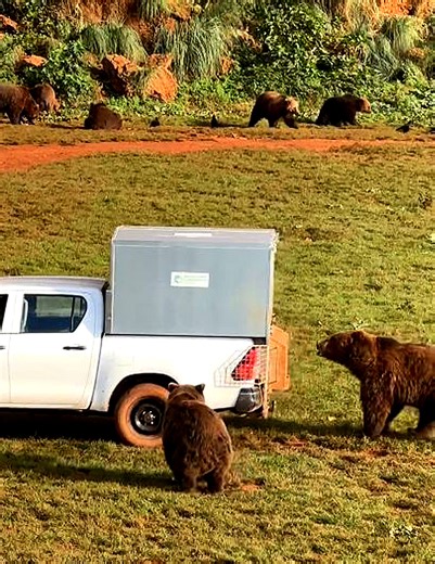 Dit is hoe beren worden gevoerd in het natuurpark Cabarceno in Spanje. | Curioctopus.nl