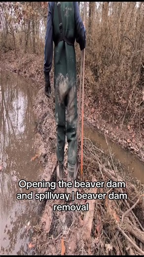 Beaver Dam Removal Techniques Explained