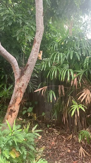 When you see a stray ginger 😍😍😍😍#catsoftiktok #strays #gingertiktok