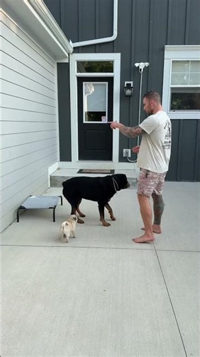 Pug Puppy Hilariously Copies Rottweiler in Obedience Training