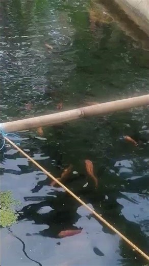 Tilapia Feeding with Azolla#tilapia #feedingtime #azolla #azollafarming #makeitviral