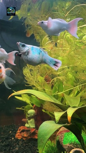 Molly Fish Close-Up in Ultra HD 4K #CuteFish #Shorts #Aquarium #Relaxing #NatureSounds