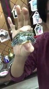 405K views · 355 shares | Omg! Did I hold a tortoise?!!! A baby Tortoise!! Yes I did! #Tortoise #amazed #surprised ☺️ | Sreemukhi | Facebook