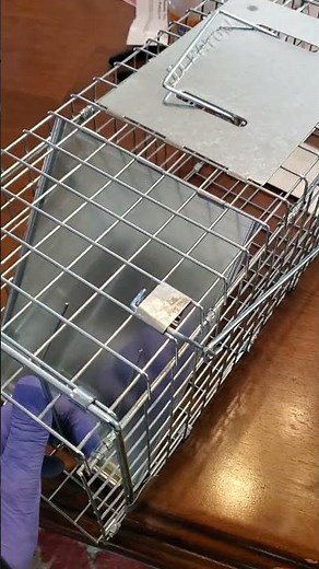 Setting up the squirrel trap! This video is terrible as many have pointed out 😂. See related video