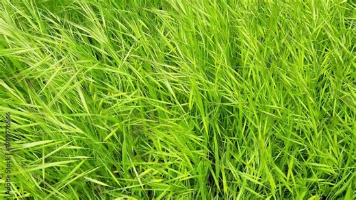 A type of brome grass (Bromus spp) . These grasses are often considered troublesome weeds in grain fields and prairies, as they compete with native plants for water and nutrients.