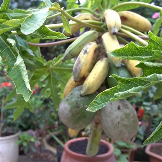 Phần 13 của US Europe Viral Gardening Papaya + Banana High-Yield Method | H&H Balcony & Garden | Facebook