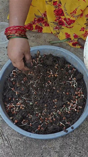 Easiest way to grow Chana at home! 🌿