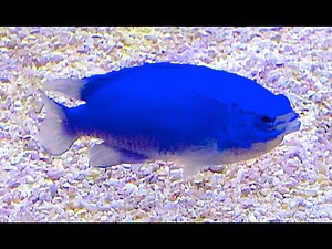 ルリスズメダイ Sapphire devil Chrysiptera cyanea