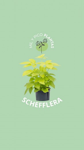 Schefflera Golden Amate: luz dorada todo el año Si buscas una planta grande, resistente y con ese toque tropical elegante… la Golden Amate es la tuya 💛 🍃 Hojas amplias, brillantes y con tonos verde lima y dorado 🌞 Adora la luz (cuanta más, mejor) 💧 Riego moderado y nada de encharcar 🌱 Crece rápido y da una sensación de jungla instantánea Perfecta para interiores luminosos, oficinas o salones amplios. Una planta que transmite energía, frescura y buena vibra todo el año ✨ 📍 Disponible en Mil