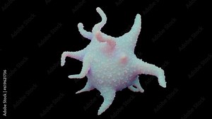 Platelet and thrombocyte anatomy concept and activated platelets isolated on black background