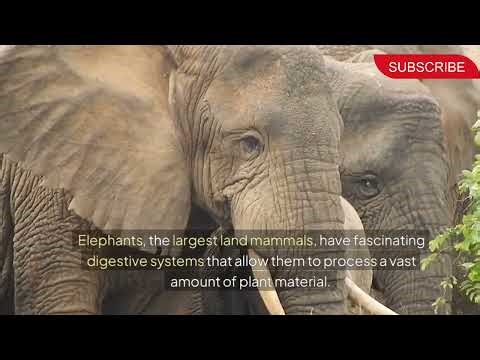 The Digestive System of Elephants: An In-Depth Look.