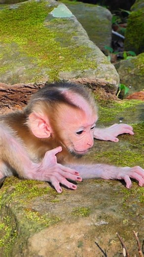 Baby Lynx cry loud so pity | Lily BB Monkey