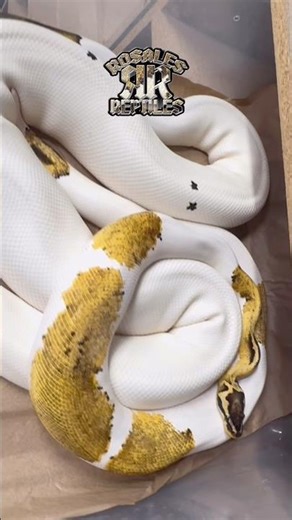 Breeding Ball Pythons #fyp #piedballpython