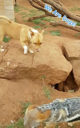 Funny Dog and Jackal Brothers Video Compilation