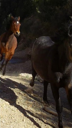 Alone on the Range But Are They?