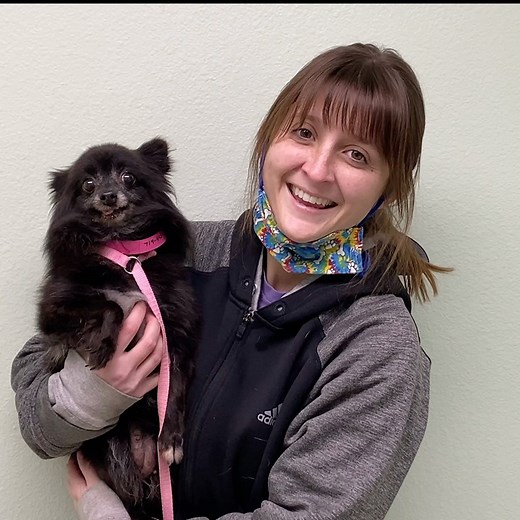 UPDATE: Riley has an adoption pending! Please allow Alex to introduce you to this sweet girl, Riley. Riley is just a peanut, weighing in at a whopping seven pounds. But don’t let her size or age fool you! She’s a spunky little girl who is ready to tell any large dog what she thinks! Take a moment to meet Riley and consider whether she should add more spunk to your family. If you’d like to meet Riley, please complete an application online on our website. | National Mill Dog Rescue