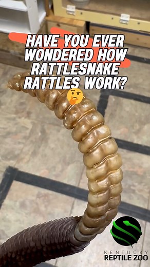 7.2K views · 69 reactions | How do rattlesnake rattles work?...