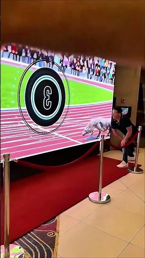 Il affronte un dragon de Komodo et ça dérape !