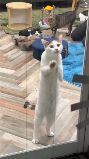 保護猫カフェＰＵＲＲ on Instagram: "#いらない #サカナクション"