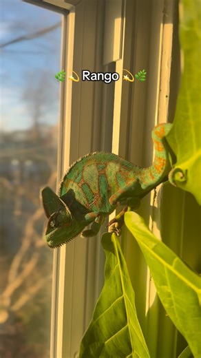 348 reactions · 3 comments | Rango update: Rango was a surrender...