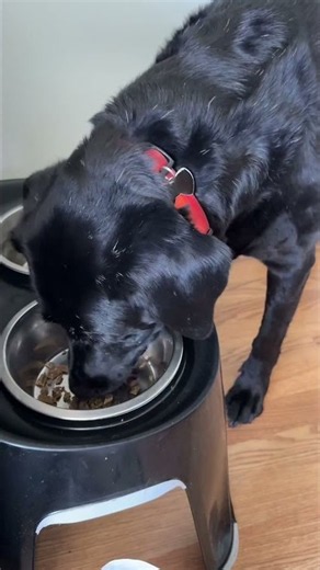 Upgrade your dog food with this high protein superfood