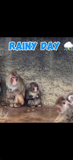Baby Monkey Enjoys Nature in the Rain
