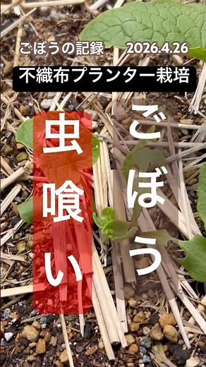 [The burdock's true leaves are getting bigger. I'm worried about insect damage.] #burdock