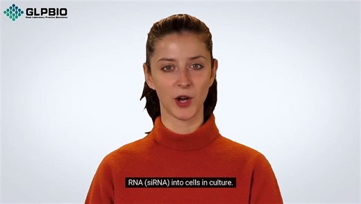 Lipo2000: The Ultimate Transfection Reagent for Your Research Needs | GlpBio