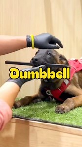 708K views · 3.6K reactions | #EuropaLeague Belgian Malinois Puppies Belgian Malinois Puppies @topfans #memes #malinoispuppy #happymothersday #mothersday #furbaby #follower #dogsofinstagram #belgianmalinois #nearme #PuppyJoy | Belgian Malinois Puppies | Facebook