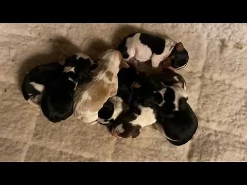 Newborn Beagle Puppies - Birth to about 2 weeks