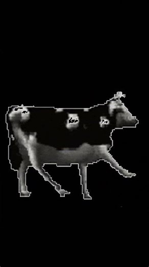 Polish cow meme #memes