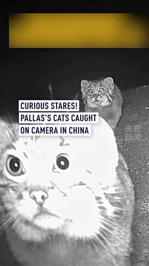 Pallas's cats caught on camera in China