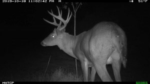 The licking stick stopped this buck right in front of the camera. #MidwestTrailCameraPics | Midwest Trail Camera Pics | Facebook