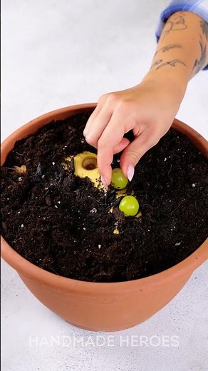 From Beginner to Plant Pro With These Easy Garden Hacks 🌱🔥