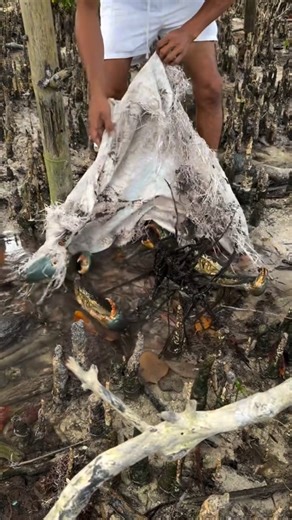 Fishy Teasures on Instagram: "Big clams found on the island 🐚🌴 #crabs #CrabHunting #clams #seashells #oceanlife #islandvibes #floridausa #sealife #beachfinds #underwaterworld #fishinglife #coastadventures #naturelover #floridabeaches #oceanexplorer #wildcatch #marinelife #shellcollector #tropicalvibes #seaadventure #floridaisland #outdoorlife"