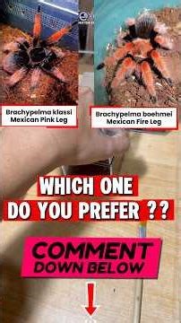 Which one do you prepare ?? Mexican fireleg or mexican pinkleg??