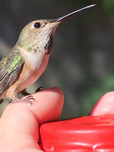 Beautiful Hummingbird in Slow Motion