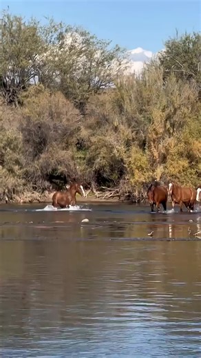 #videitiktokviral😝 1 melean