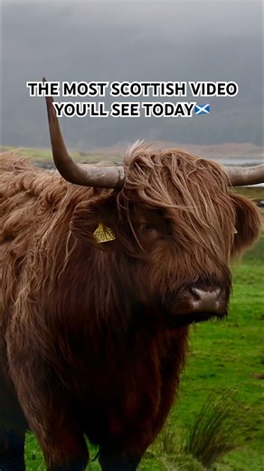 Is there anything more Scottish than a HIGHLAND COW in the rain? 🌧️🏴󠁧󠁢󠁳󠁣󠁴󠁿 #highlandcoos