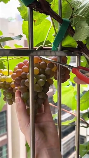Fresh Grape Harvesting Technique Using Scissors for Clean and High Quality Results