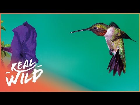 Discovering The Many Types Of Majestic Hummingbirds | Wild America