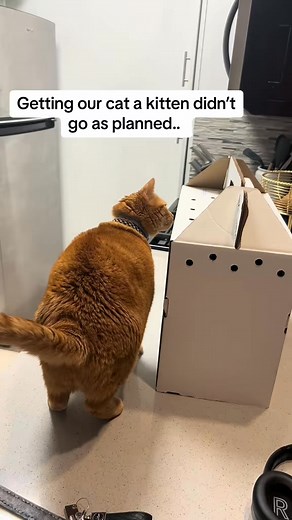 808K views · 12K reactions | our happy babes #catsoftiktok #friendship #catstory #catlover | Cashie&Almond | Facebook