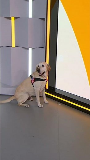Gandalf the Sniffer Dog Shows Off His Skills LIVE IN STUDIO