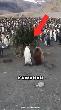 Here's Why You Should Never Touch Penguins! The Facts Are Surprising! 🐧