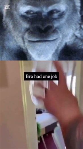 😂😂🕷#funny #spider #trending #memes #shorts