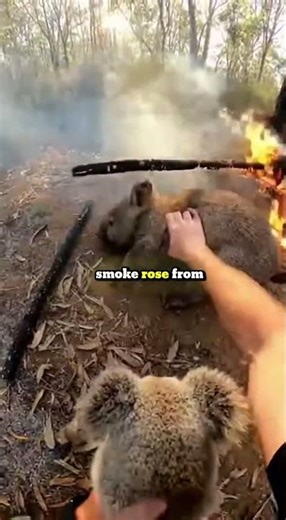 A Koala Led Me to Save a Wallaby and Wombat