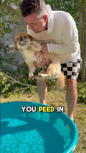 His dog made pee pee in the pool and here’s what happened next 😂