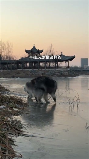 Winter Olympics Participation: My Decision & Why Not Now