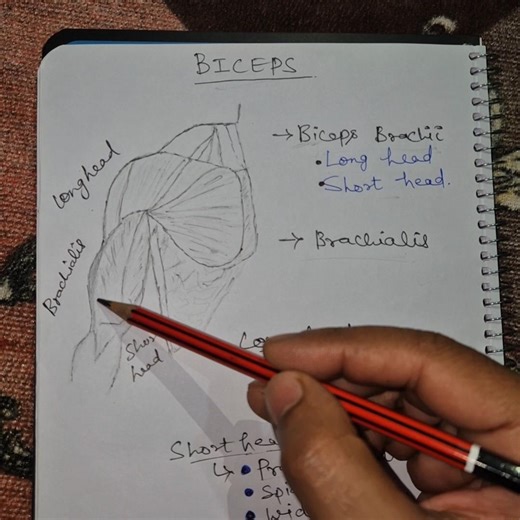 Complete biceps Guidance|Arms|Basic Anatomy #armsworkout #biceps #fitness #gym #shorts #reels #work